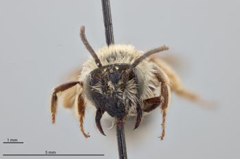 Media type: image;   Entomology 770363 Aspect: head frontal view